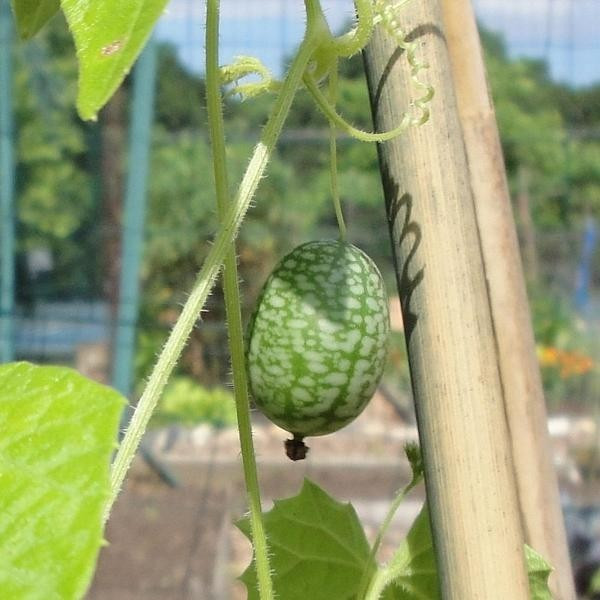 Phần lớn người dùng loại dưa này để làm các món ăn đệm như salad. Ảnh: Organic Seeds.