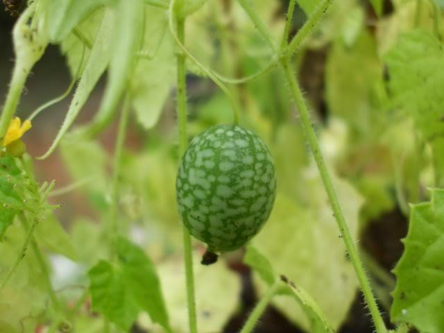 Khi ăn, dưa hấu ngón tay có vị chua của chanh, pha chút ngọt của dưa hấu. Ảnh: Garden.