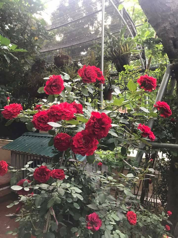Hoa hồng leo cổ Hải Phòng là một trong số ít giống hồng leo cổ ở Việt Nam có màu đỏ nhung mịn màng, tuyệt đẹp. Ảnh: FB Lê Mạnh.