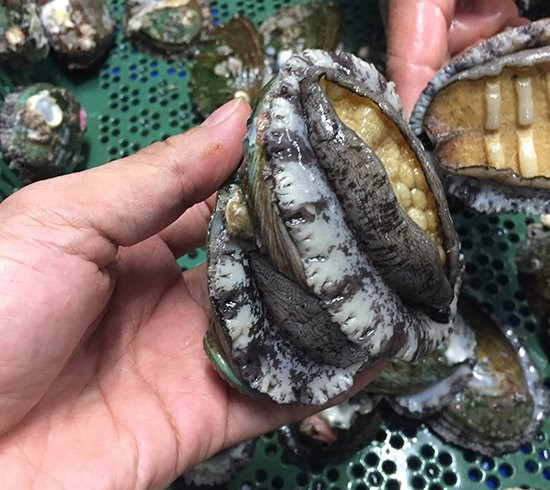 Bào ngư sống size 10-12 con/kg có giá đắt hơn từ 1,4 - 1,8 triệu đồng/kg. Ảnh: Newfreshfoods.