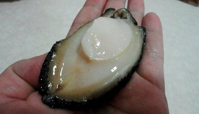 Bào ngư Hàn Quốc có thể sống khoảng một tuần trong điều kiện hồ trữ đủ tiêu chuẩn và không hề giảm chất lượng. Ảnh: Tomhumdo.