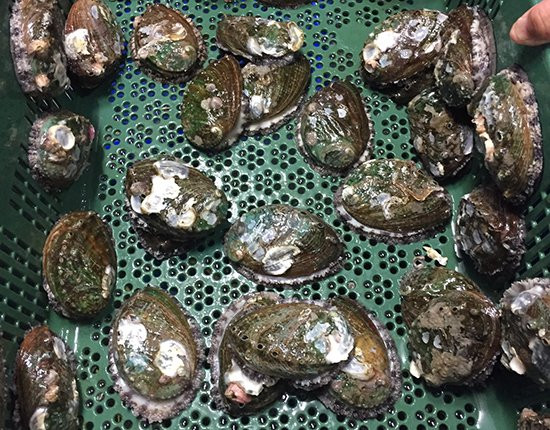 Tại các của hàng hải sản nhập khẩu, bào ngư Hàn Quốc có giá bán dao động từ 1,1 - 1,8 triệu đồng/kg. Ảnh: Newfreshfoods.