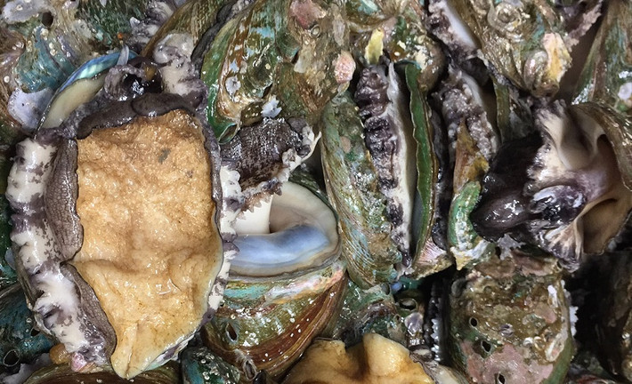 Nếu sử dụng không hết cho một lần, bào ngư Hàn Quốc có thể bảo quản trên ngăn đá tủ lạnh. Ảnh: Baonguhoanggia.