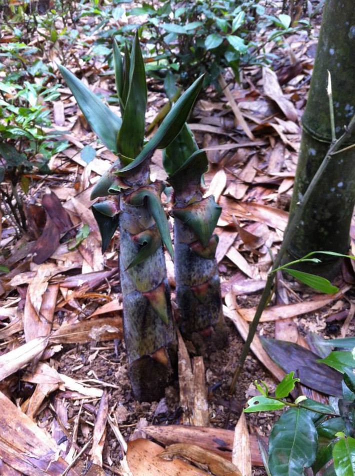 Theo bà con, những ngọn măng non như thế ăn vừa ngọt vừa thơm. Ảnh: Baodansinh.