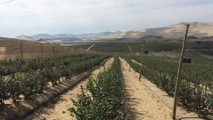Cánh đồng trồng việt quất bạt ngàn ở Peru. Ảnh: Fresh Fruit Portal.