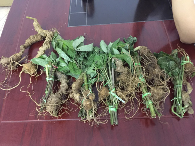 Trên thị trường hiện nay, không có một giá chung nào cho loại sâm này.