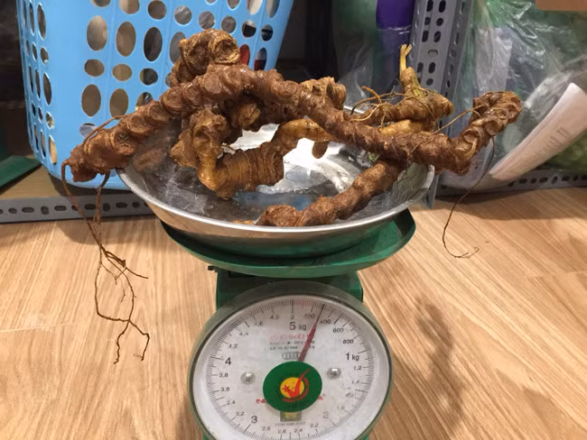Một củ sâm Thiết trúc được đưa lên cân.