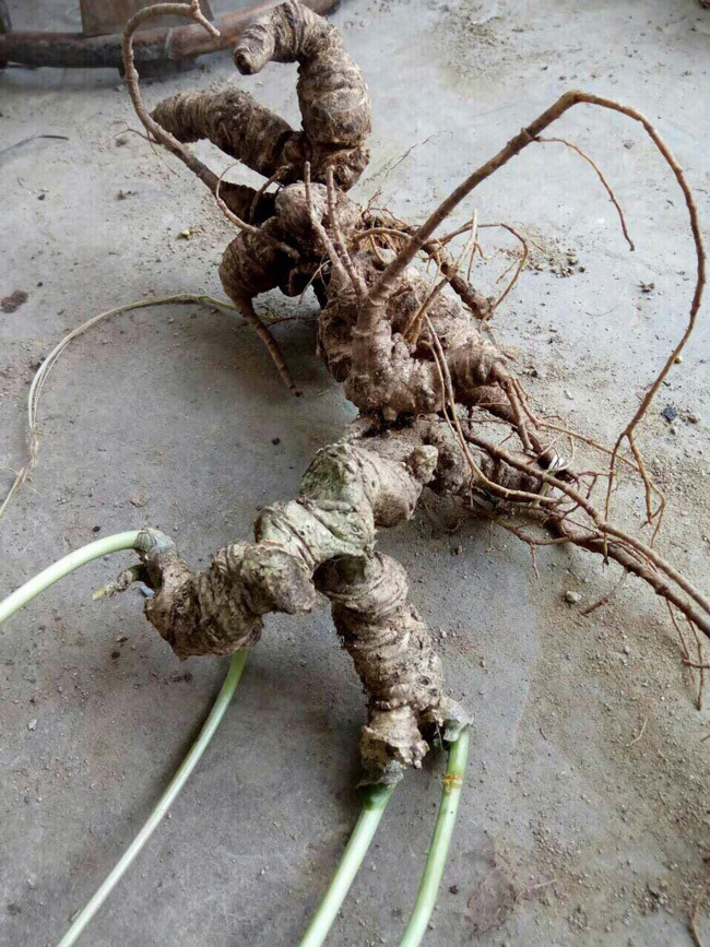 Thiết trúc nhân sâm Việt Nam có tên khoa học là Panax Vietnamensis là loài sâm quý hiếm được tìm thấy trên những dãy núi của Tây Tạng (Trung Quốc) và Tây Bắc của Việt Nam.