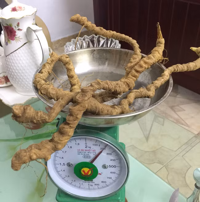 Củ sâm có hình thù giống củ giềng nhưng đường kính nhỏ hơn rất nhiều.