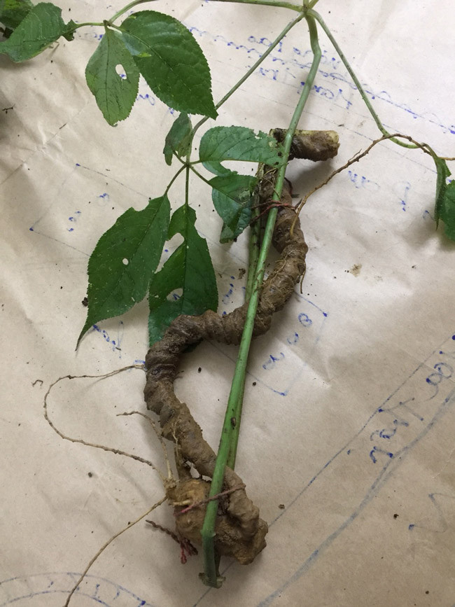 Cận cảnh một củ sâm Thiết trúc của đại gia Hà Thành mới mang về.