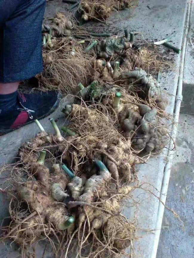 Loài sâm quý hiếm này sinh trưởng trên độ cao từ 2.100m trở lên. Tại Việt Nam, chúng phát triển nhiều trên dãy Hoàng Liên Sơn.