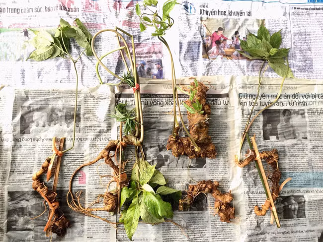 Và đây cũng là một trong những mánh khóe thổi giá của những kẻ cò mồi, buôn sâm.