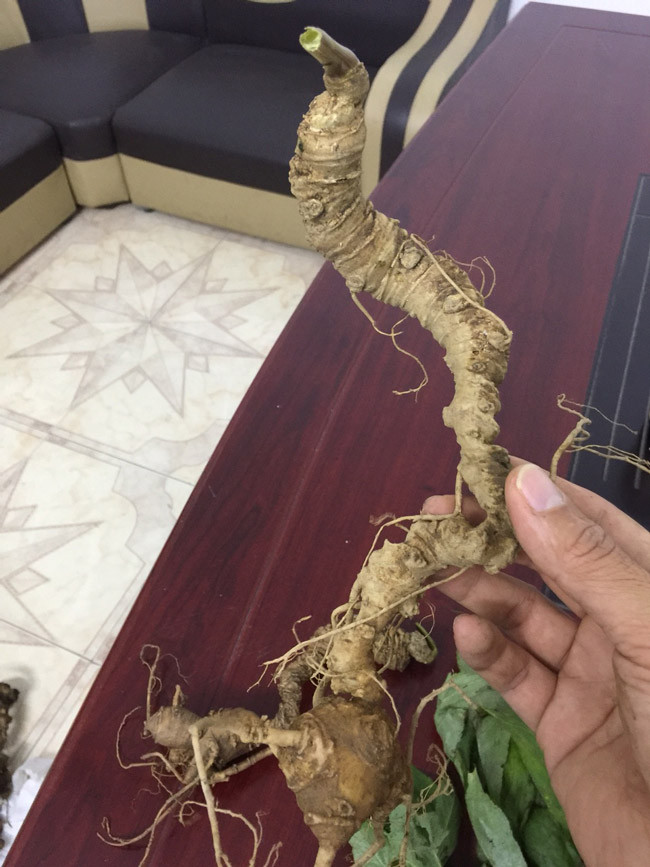 Đặc điểm về vị của Thiết trúc sâm nói riêng và các loài sâm nói chung thường là đắng dịu, sau đó đến ngọt dịu từ đầu lưỡi đến cuống họng.