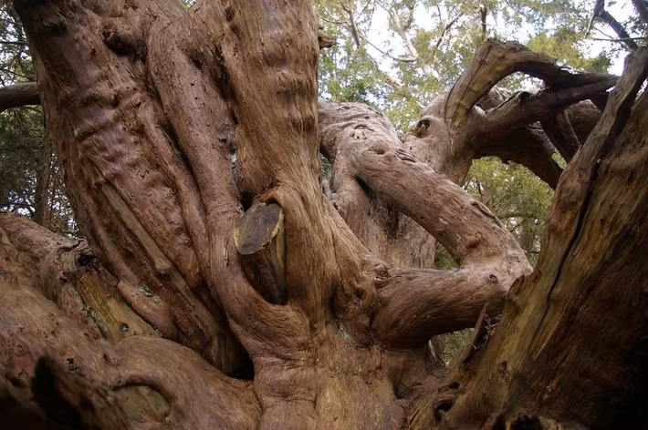 Rất khó để nói chính xác tuổi của những cây thanh tùng cổ ở Kingley Vale. Thanh tùng thường có tuổi thọ từ 400 đến 600 năm, nhưng một số cây vẫn có thể sống lâu hơn.Tuổi của thanh tùng khó xác định vì vòng gỗ không ổn định, có thân còn bị rỗng.(Nguồn Amusing Planet)