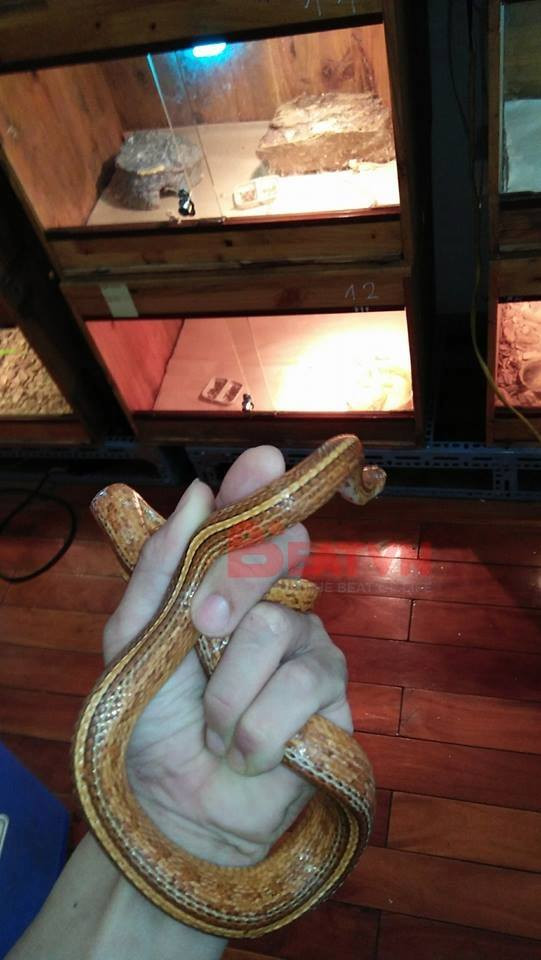 Đối với Xuân Kiên nuôi bò sát vừa là sở thích vừa là công việc. Hiện chàng trai 21 tuổi là quản lý của một cửa hàng kinh doanh bò sát cảnh ở Hà Nội.