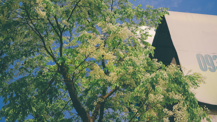 Ven đường Thanh Niên hướng hồ Tây là điểm hẹn quen thuộc của các nhiếp ảnh gia chuyên nghiệp lẫn nghiệp dư vì có nhiều hoa sưa, hoa ban nở khi mùa xuân đến.