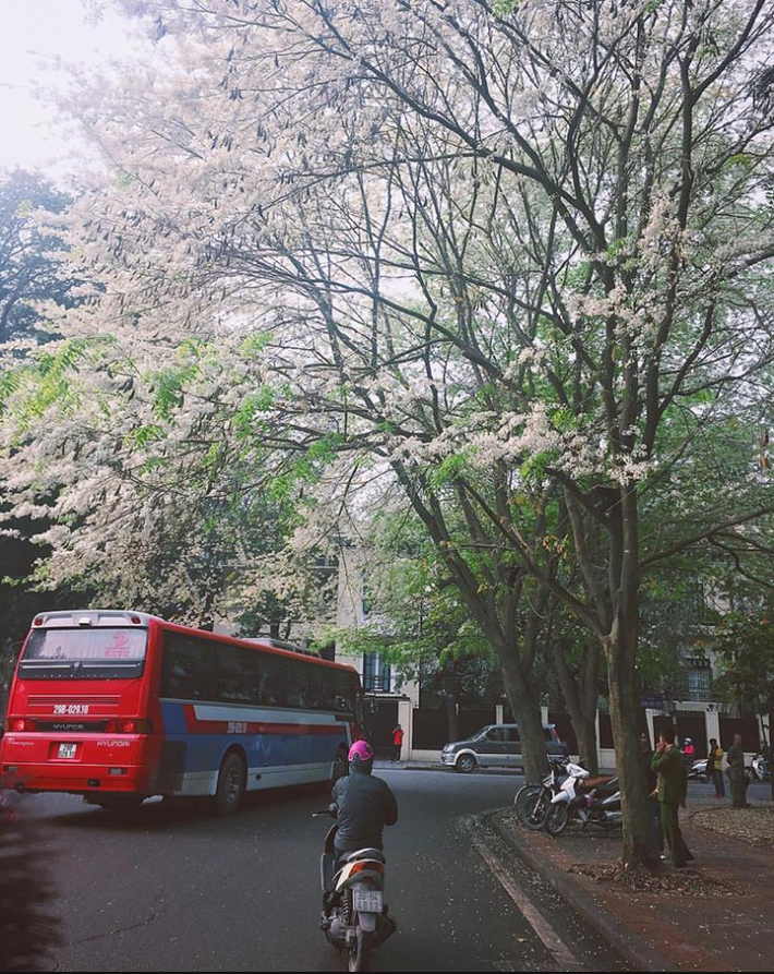 Đi qua những cung đường như Phan Đình Phùng, Hoàng Hoa Thám, Phan Chu Trinh, Giảng Võ, đường Thanh Niên hay Kim Mã các bạn trẻ có thể chụp ảnh sống ảo với những cây hoa sưa có cỡ lớn.