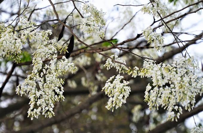 Vẻ đẹp của loài hoa khiến không ít người dân Thủ đô thích thú. Mùa hoa sưa Hà Nội trở thành một đặc sản riêng có của Thủ đô ngàn năm văn hiến.