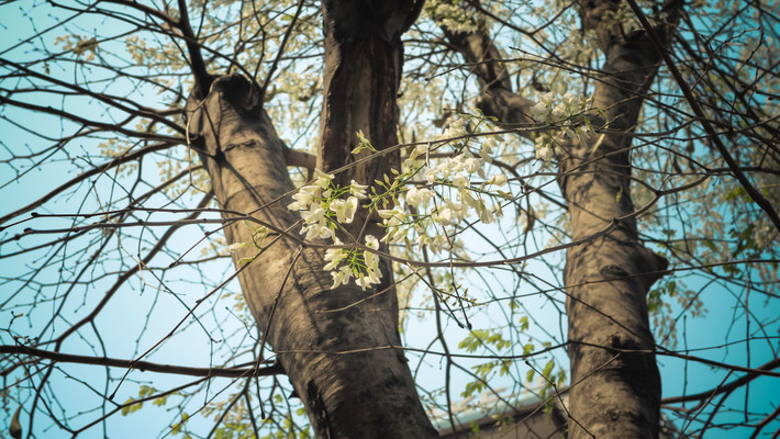 Năm nay, hoa sưa nở đẹp một cách lạ lùng, trắng như những bông tuyết, phủ khắp trời Hà Nội.