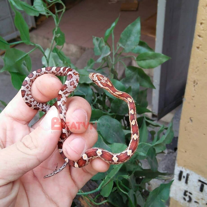 Xuân Kiên bắt đầu nuôi bò sát từ khoảng 6 năm trước. Bước khởi đầu, cậu bạn này mày mò tìm hiểu thông tin về những loài động vật trên mạng xã hội và trang web nước ngoài cũng như qua những người đi trước có chung sở thích.