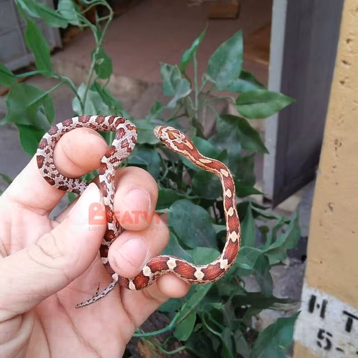 Xuân Kiên bắt đầu nuôi bò sát từ khoảng 6 năm trước. Bước khởi đầu, cậu bạn này mày mò tìm hiểu thông tin về những loài động vật trên mạng xã hội và trang web nước ngoài cũng như qua những người đi trước có chung sở thích.