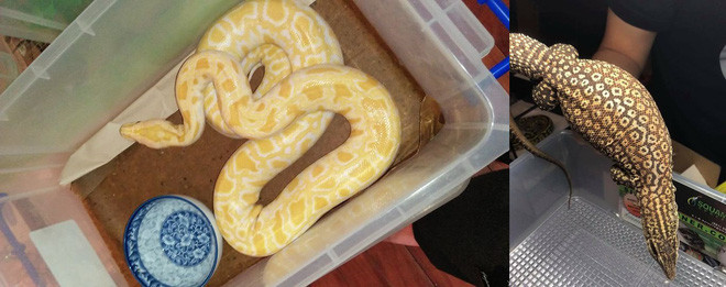 Đa phần người đọc đều tỏ ra ngỡ ngàng với công việc đặc biệt của chàng trai. Một số cô gái còn "xây xẩm mặt mày" sau khi xem những tấm ảnh chụp vài loại bò sát mà chàng trai 9X tên Xuân Kiên đính kèm.