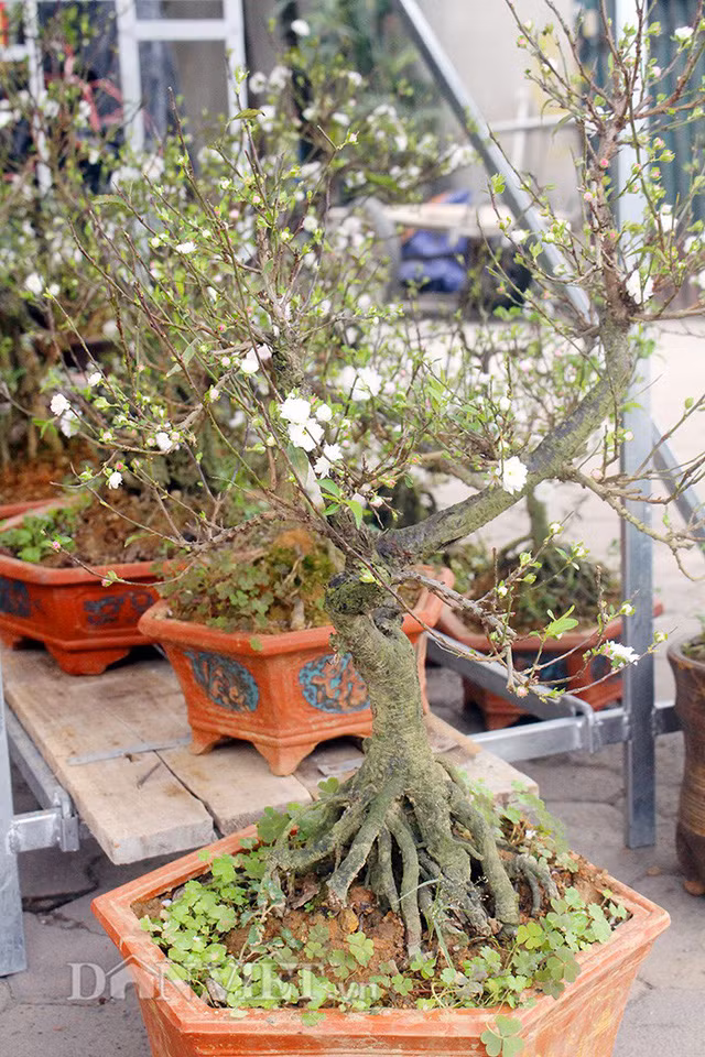 Để có 1 chậu mai đẹp, cả một quá trình chăm sóc công phu, gian nan.Người trồng mai phải cầu kỳ, tỉ mẩn chăm chút cho bộ gốc rễ thật đẹp, cổ kính, phong sương, tán hoa đẹp và bông trắng muốt.