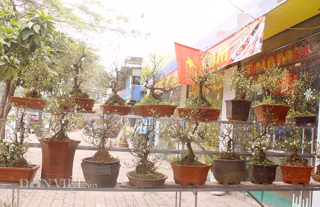 Mấy ngày nay, cửa hàng bày bán hoa nhất chi mai trên đường Lạc Long Quân của ông Nguyễn Thuận – một trong những chủ vườn hoa đào, hoa mai có tiếng ở Hà Nội lúc nào cũng nhộn nhịp khách ra vào.