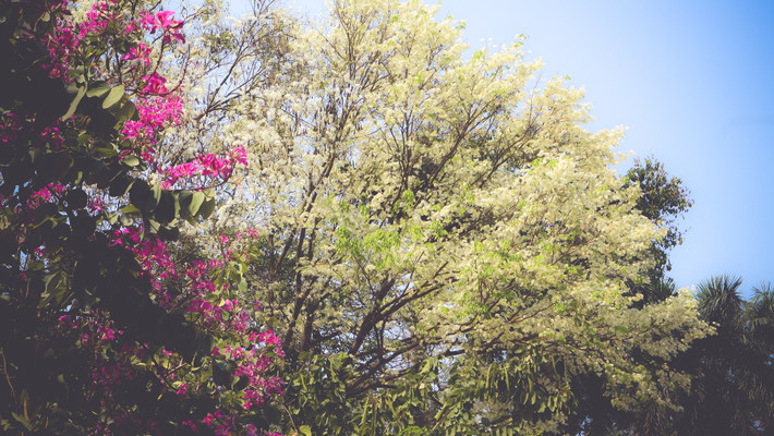 Sắc trắng của hoa sưa trở nên nổi bật giữa trời Hà Nội xanh ngắt.