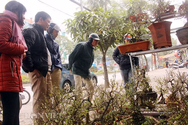 Theo ông Thuận, mai trắng chậm lớn, gốc xù xì, thân đen óng. Người trồng phải chăm sóc một gốc mai trắng từ 5 – 10 năm mới có thể bán ra thị trường phải mất từ 5-10 năm.