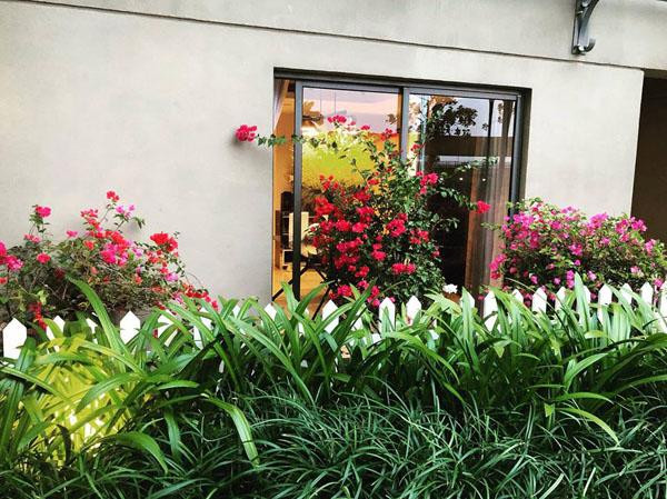 Ngoài trồng hoa giấy màu đỏ - hồng truyền thống, Vũ Khắc Tiệp còn chọn cả hoa giấy nhiều màu tô điểm cho ban công căn hộ.