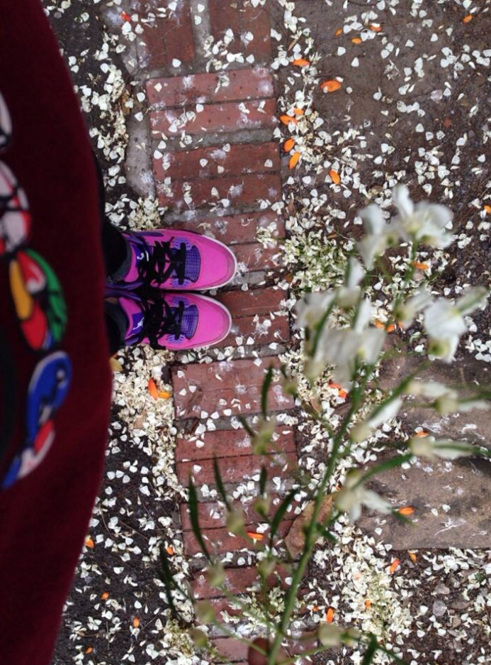 Theo tìm hiểu sưa là một loại cây thân gỗ, tán thưa, hoa nở trắng từng chùm và thơm, thường được trồng trên đường phố, nhưng gỗ của chúng cũng có giá trị kinh tế cao.