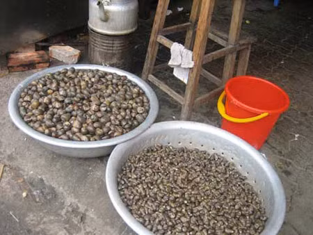 Những mẻ ốc được các chủ hàng thu gom từ nhiều ngày trước Tết để phục vụ cho người dân ăn uống dịp đầu năm mới Mậu Tuất 2018.