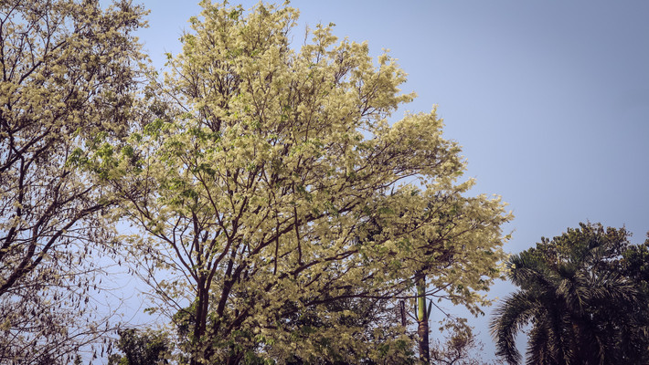 Góc đường Ngô Quyền - Lê Thạch và vườn hoa Lý Thái Tổ, quanh khu vực nhà Bát Giác cũng là địa điểm có nhiều cây hoa sưa đang bung nở trắng xóa. Bên cạnh là những cây mới bắt đầu nở, hoặc đang ra lá xanh non.