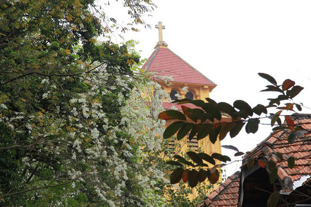 Màu xanh non của lá hòa với sắc trắng của hoa khiến lòng người cũng nhẹ nhàng khi nhìn ngắm. Trong ảnh một cây sưa đang trổ hoa trên phố Phan Đình Phùng Hà Nội.