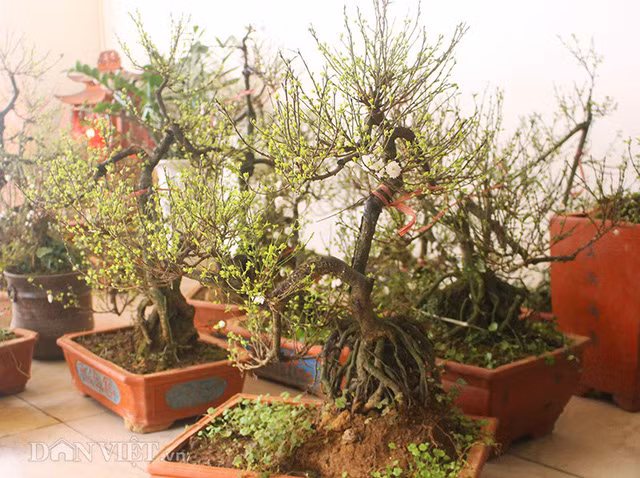 Dù còn chục ngày nữa mới đến Tết Nguyên đán Mậu Tuất 2018, nhưng gần 1.000 gốc mai trắng của ông Thuận đã có rất nhiều khách đặt mua.