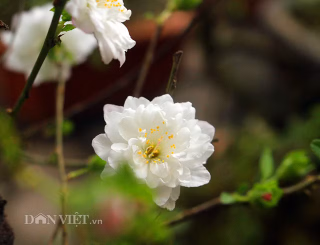 Theo chủ vườn Nguyễn Thuận, cây nhất chi mai đứng đầu các loài mai, cũng chính là loại được nhắc đến trong bộ tứ quý: mai, lan, trúc, cúc. Nhất chi mai có gốc rễ xù xì, tán hoa đẹp và bông trắng muốt. Lúc chưa nở, nụ mai màu hồng pha sắc trắng đẹp trong trẻo. Trên mỗi ngọn chi chít nụ hoa đang e ấp chờ xuân sang.