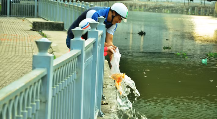 Tại dọc bến Bạch Đằng (quận 1), kênh Tàu Hủ - Bến Nghé (giáp quận 4 và quận 1), rất đông người dân mang cá chép ra phóng sinh.