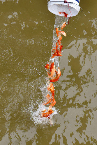 Cá chép tấp nập “về trời” ngày 23 tháng chạp ở TP.HCM