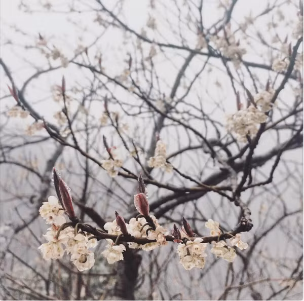 Sapa khoác lên mình tấm áo lung linh từ băng tuyết.