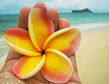 Ảnh minh họa. Ảnh minh họa.