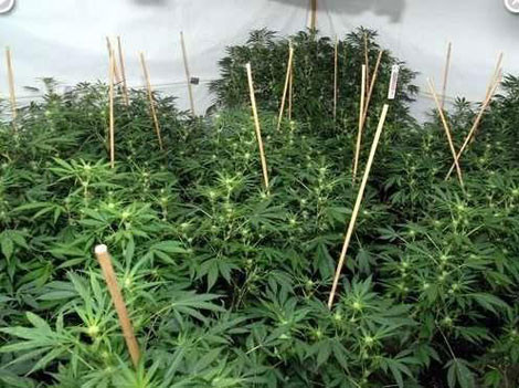 Việc người Việt bị phát hiện trồng cần sa đã diễn ra ở một số nước châu Âu (Anh, Cộng hòa Czech), nhưng đây là lần đầu tiên xảy ra vụ án liên quan tới người Việt tại Nhật Bản. Ảnh minh họa. Việc người Việt bị phát hiện trồng cần sa đã diễn ra ở một số nước châu Âu (Anh, Cộng hòa Czech), nhưng đây là lần đầu tiên xảy ra vụ án liên quan tới người Việt tại Nhật Bản. Ảnh minh họa.