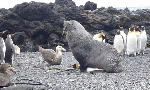 Hải cẩu cưỡng bức chim cánh cụt quan hệ.