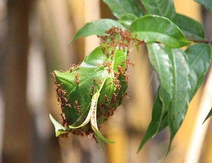 Ảnh minh họa. Tác giả: Sơn Phạm