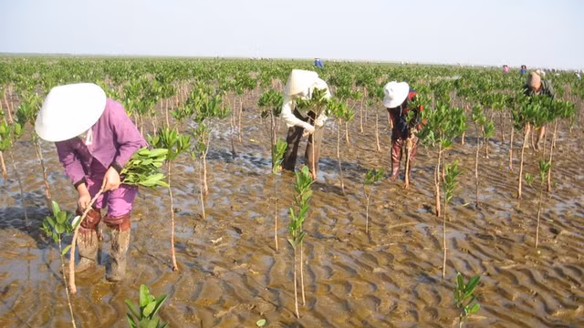 Tra Vinh: DN thuy loi co trung goi thau trong va cham soc rung hon 10 ty?-Hinh-2