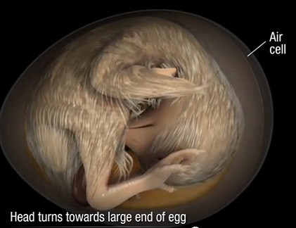 Phôi gà chuyển hướng về đầu lớn hơn của quả trứng. Phôi gà chuyển hướng về đầu lớn hơn của quả trứng.