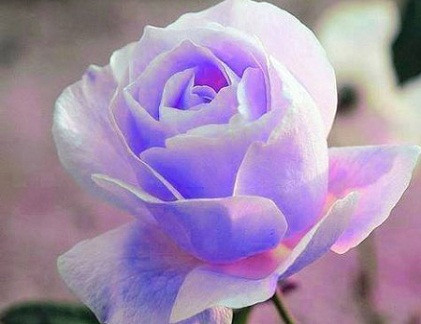 Ảnh minh họa. Ảnh minh họa.