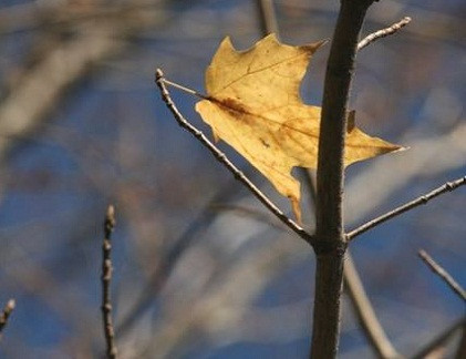 Ảnh minh họa. Ảnh minh họa.