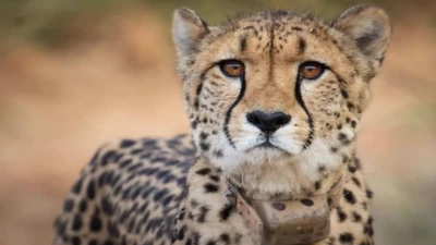 Báo gêpa trở lại Ấn Độ sau hơn 70 năm tuyệt chủng