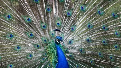 Phát hiện chim công quý hiếm tại Thanh Hóa, bàn giao cho Vườn quốc gia